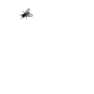 Fliege